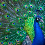 Ci sono occhi mitologici sulle penne del pavone